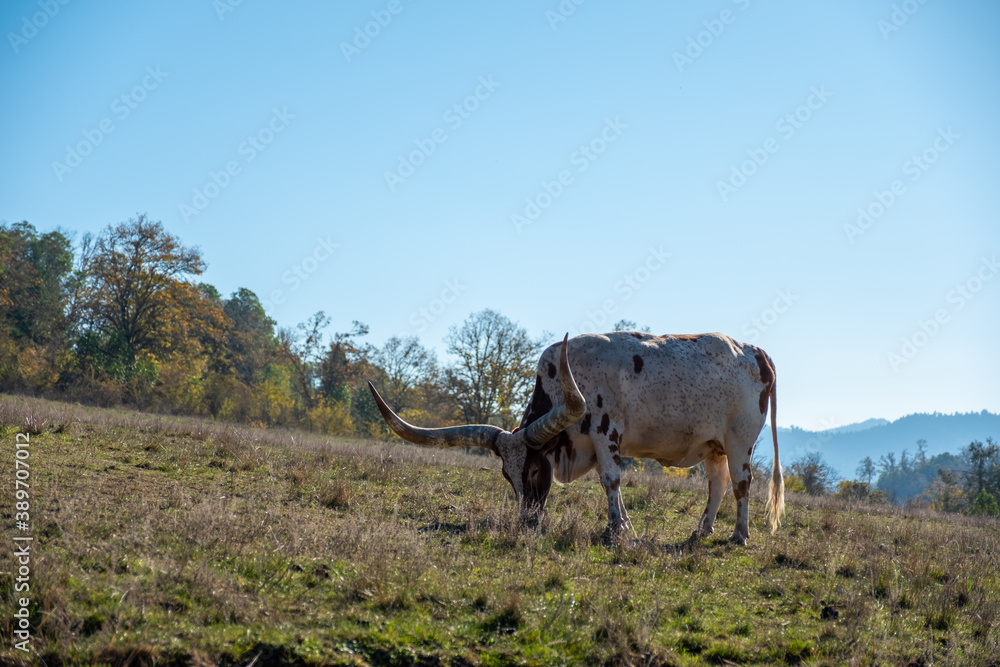 Fototapeta premium Texas Longhorn Cow Grazing