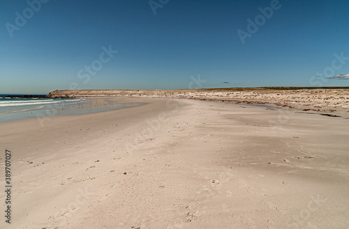 Volunteer Beach  Falkland Islands  UK - December 15  2008  Long shot along the empty beige-white beach under blue sky. Small stroke of white surf.