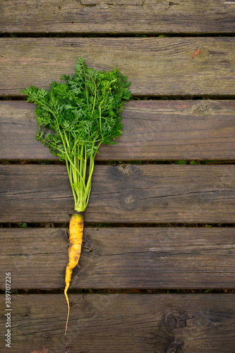 a fresh carrot on wood slats 