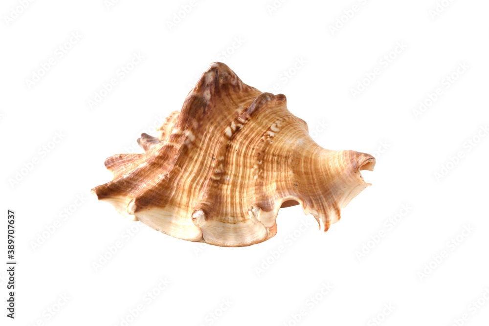 Sea shell isolated on white background. Exoskeleton of the sea mollusc. Marine life form. Sea shell isolated on white background. Exoskeleton of the sea mollusc. Marine life form.