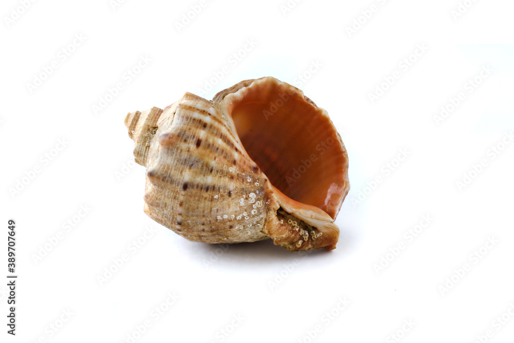 Small shell isolated on white background. Exoskeleton of the ocean or sea mollusc. Marine life form. Small shell isolated on white background. Exoskeleton of the ocean or sea mollusc. Marine life form.