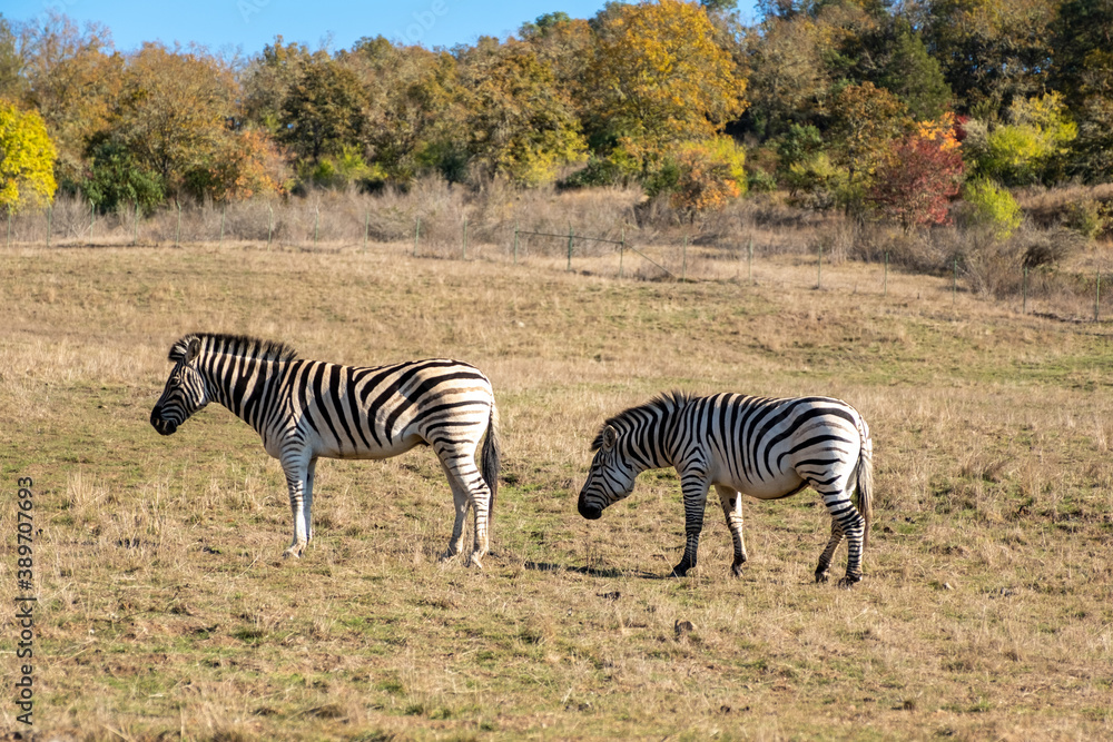 Zebras grazing from one field to another. Zebras grazing from one field to another.