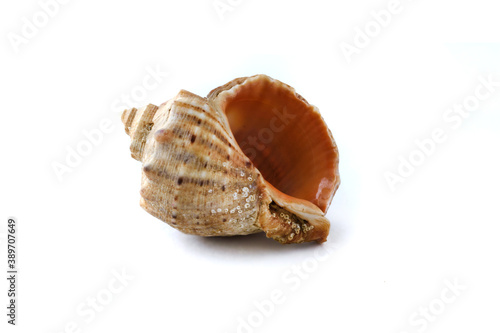 Small shell isolated on white background. Exoskeleton of the ocean or sea mollusc. Marine life form.