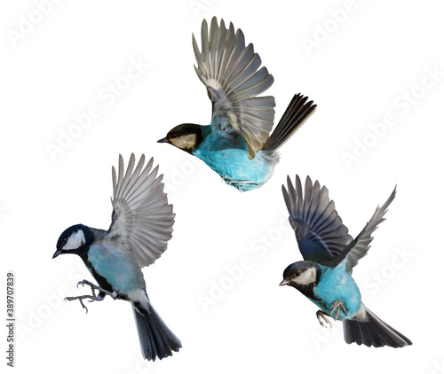 photo of three flying isolated blue birds