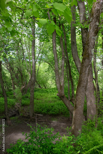 Woods leading to a river.