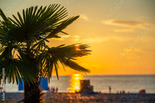 Silhouette of Sabal palmetto leaves against sunset sky