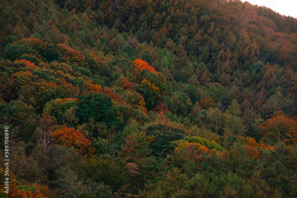 View over basque forest with autumn colors at Aiako Harriak natural park.