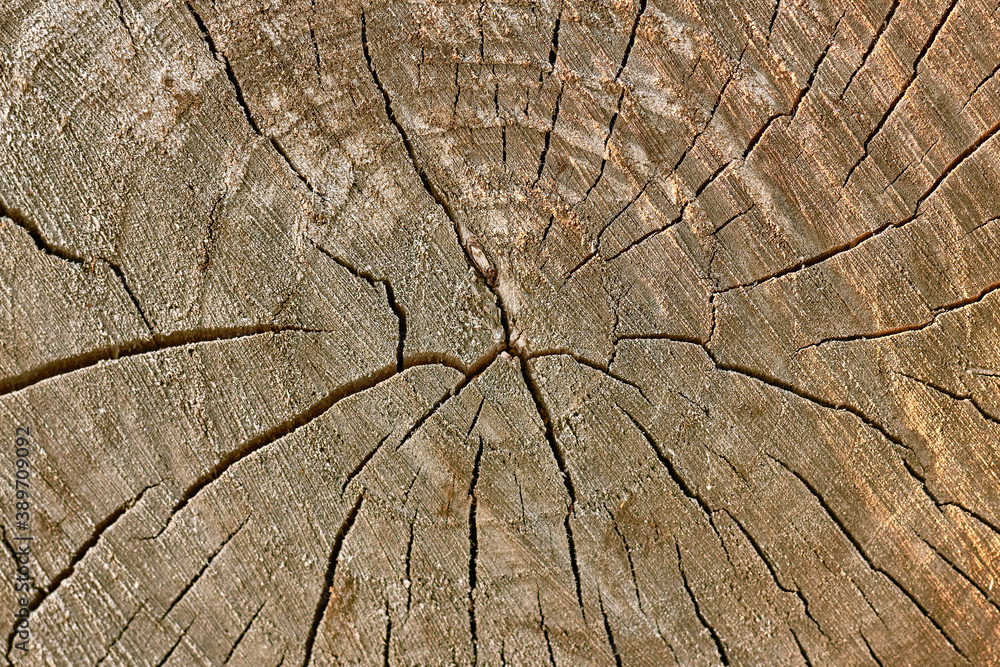 Fototapeta premium Slice of wood with texture, tree stump background.
