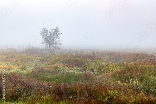 Busch im Nebel auf einer Wiese bei Schrobenhausen