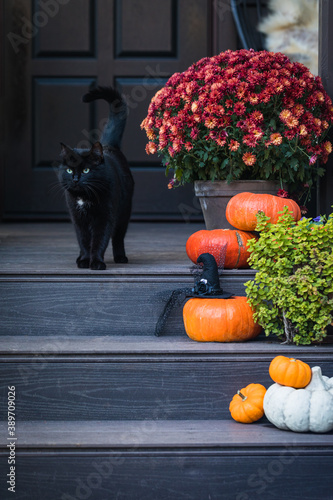 Halloween garden composition with a black cat, orange pumpkins, chrysanthemum potted, front door steps decoration