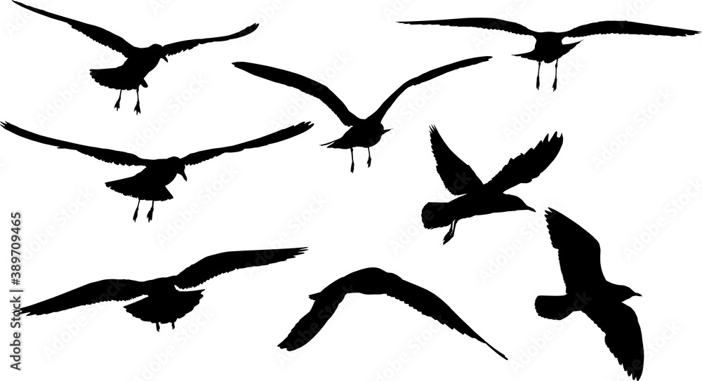 collection of eight seagull black isolated silhouettes collection of eight seagull black isolated silhouettes