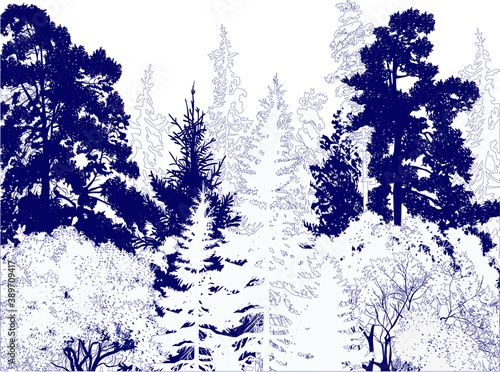 blue color fir winter forest on white