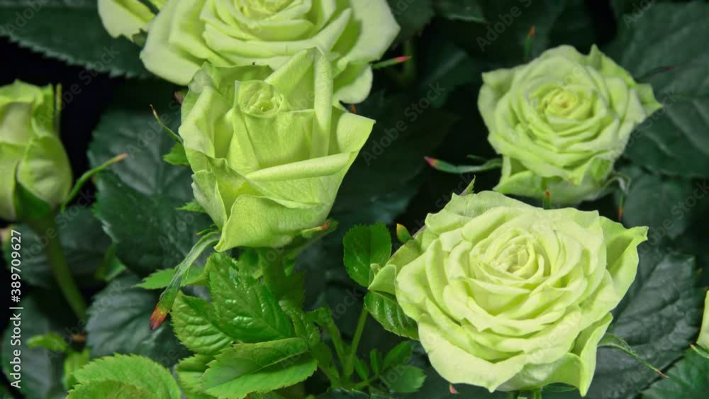 New Young Rose Leaves Growing on Green Flowers and Other Leaves Background. New Life Concept New Young Rose Leaves Growing on Green Flowers and Other Leaves Background. New Life Concept