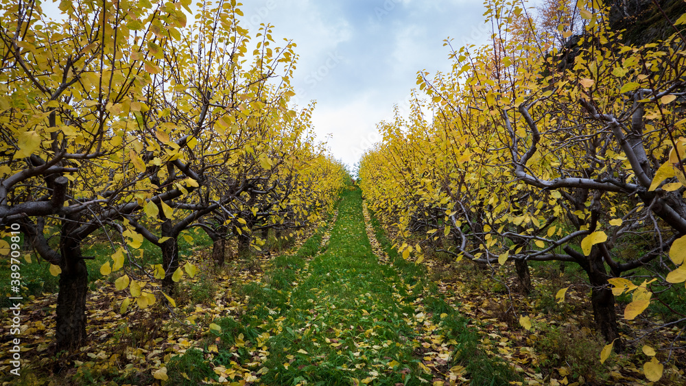 Fototapeta premium Apple trees