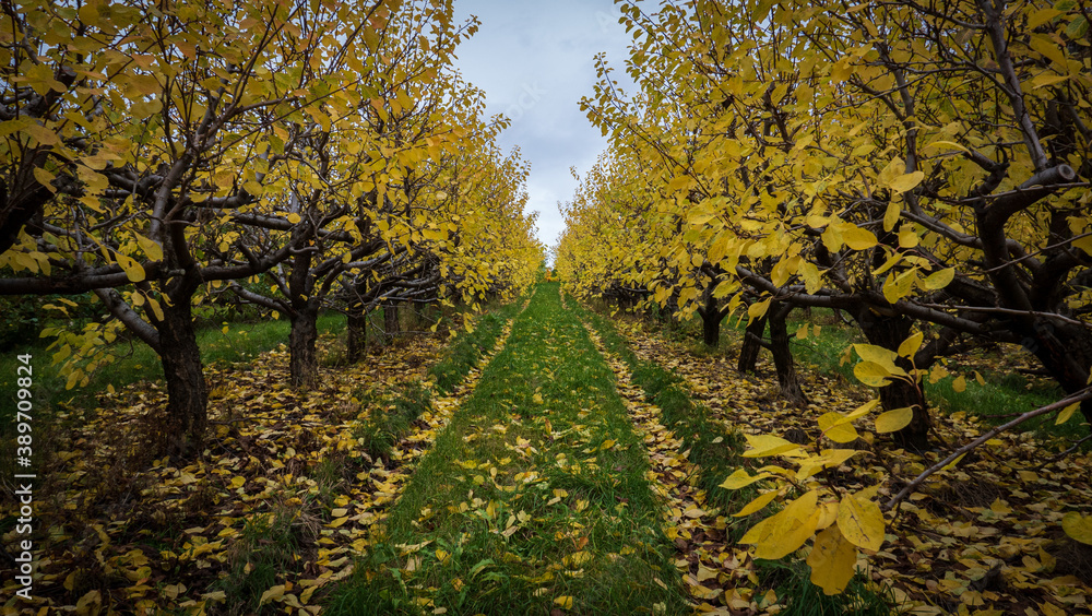 Fototapeta premium Apple trees