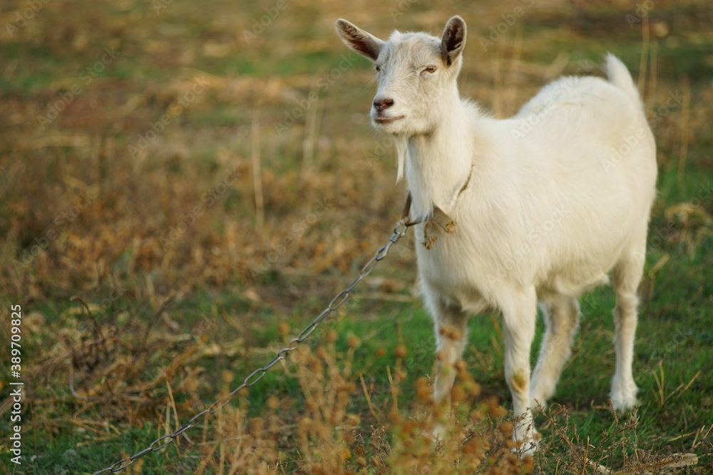 White goat on a leash in a autumn meadow
