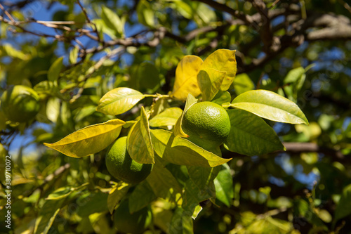 Wallpaper Mural Tree with lemons in Granada Spain Torontodigital.ca