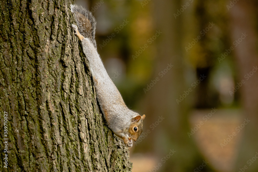 Grey squirrel hanging on the tree in the park