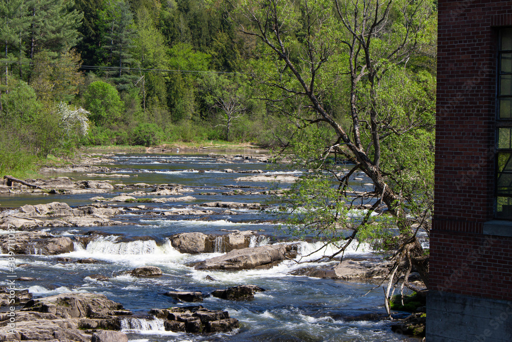 river in the forest