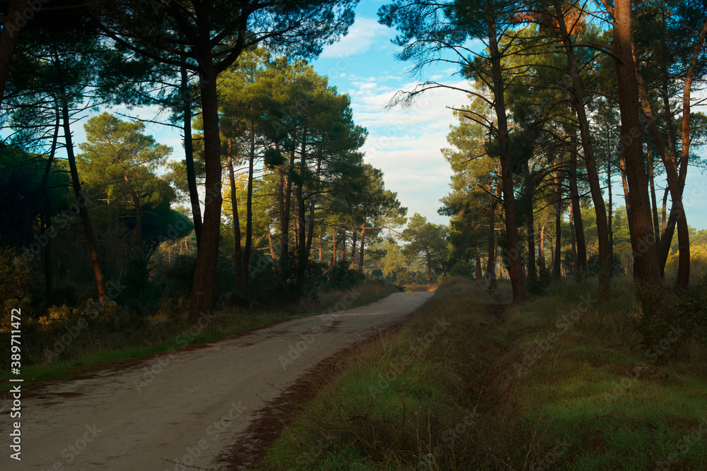 Obraz premium las drzewa natura przyroda jesień