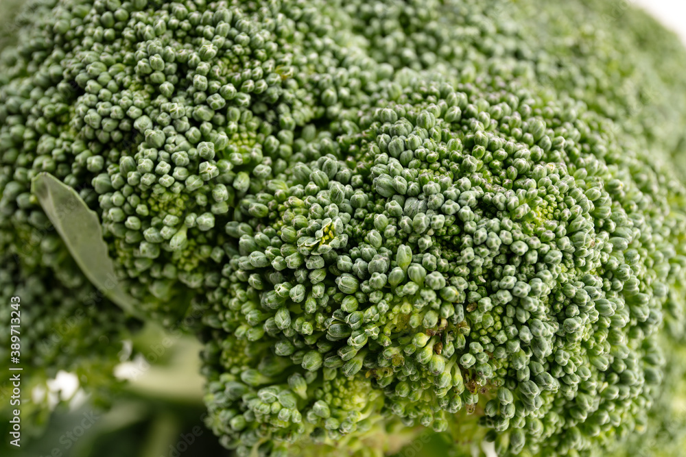 Close up of Organic Fresh broccoli Close up of Organic Fresh broccoli