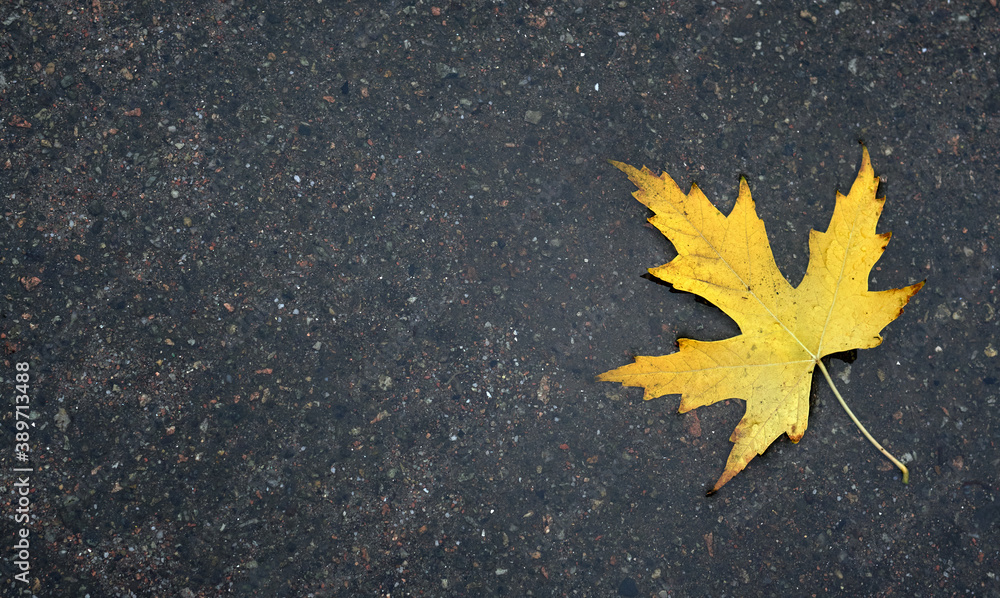 Close up yellow autumn leaves in puddle. Close up yellow autumn leaves in puddle.