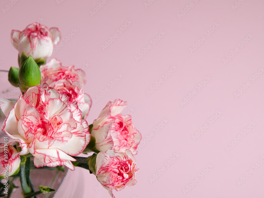 Mini carnation flowers in a vase on pink background Mini carnation flowers in a vase on pink background