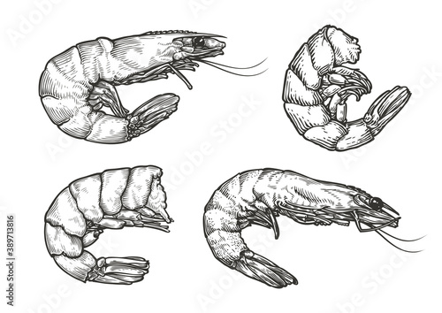 Shrimp sketch. Seafood, food vintage vector illustration