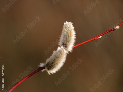 Purple willow (Salix purpurea) - red branch with fluffy catkins