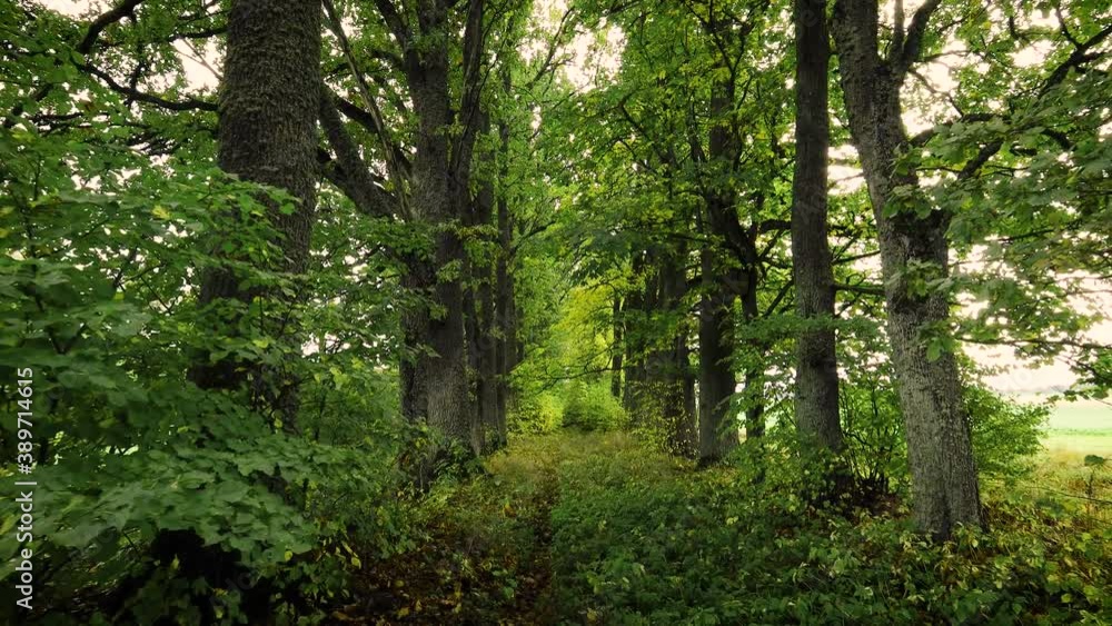 Walking in old  park with tall and old oak trees in September.  Slow motion POV shot on a gimbal. 