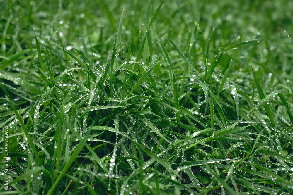 Texture of green grass after rain, nature background. Texture of green grass after rain, nature background.