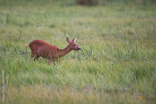 Fototapeta Naklejka Na Ścianę i Meble -  sarna