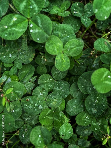Fresh clover with rain drops on it.Vertical botany background