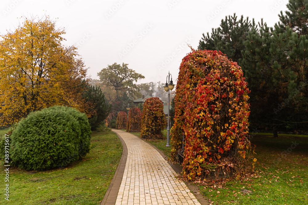 alleyway in foggy park. Autumn, rainy weather