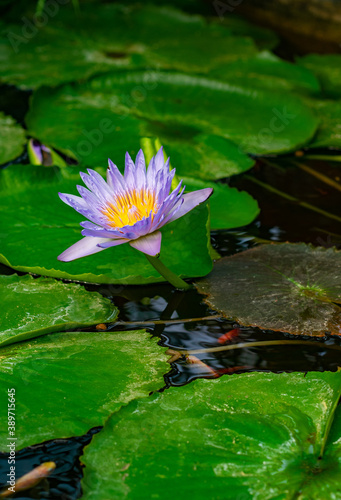 water rose in the botanical garden