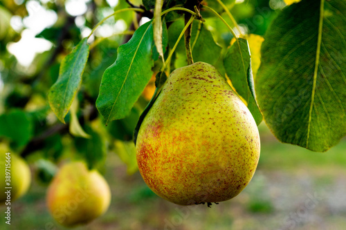 Ripe yellow pears in the orchard. Close up