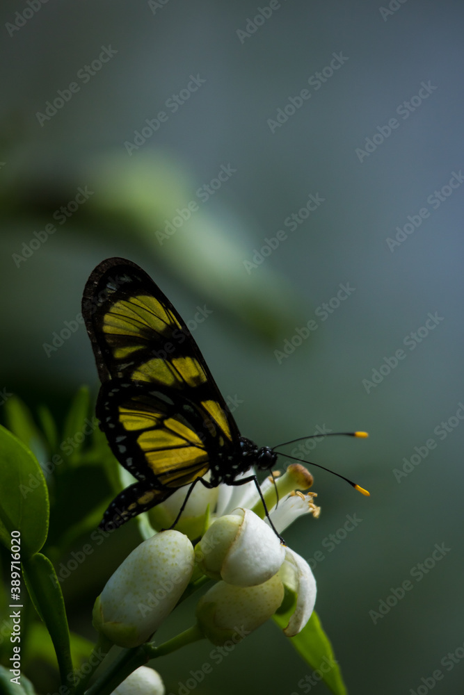 Themisto amberwing Butterfly (Methona themisto) on blurred background. Themisto amberwing Butterfly (Methona themisto) on blurred background.