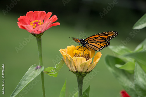 Monarch butterfly sitting on zinnia photo