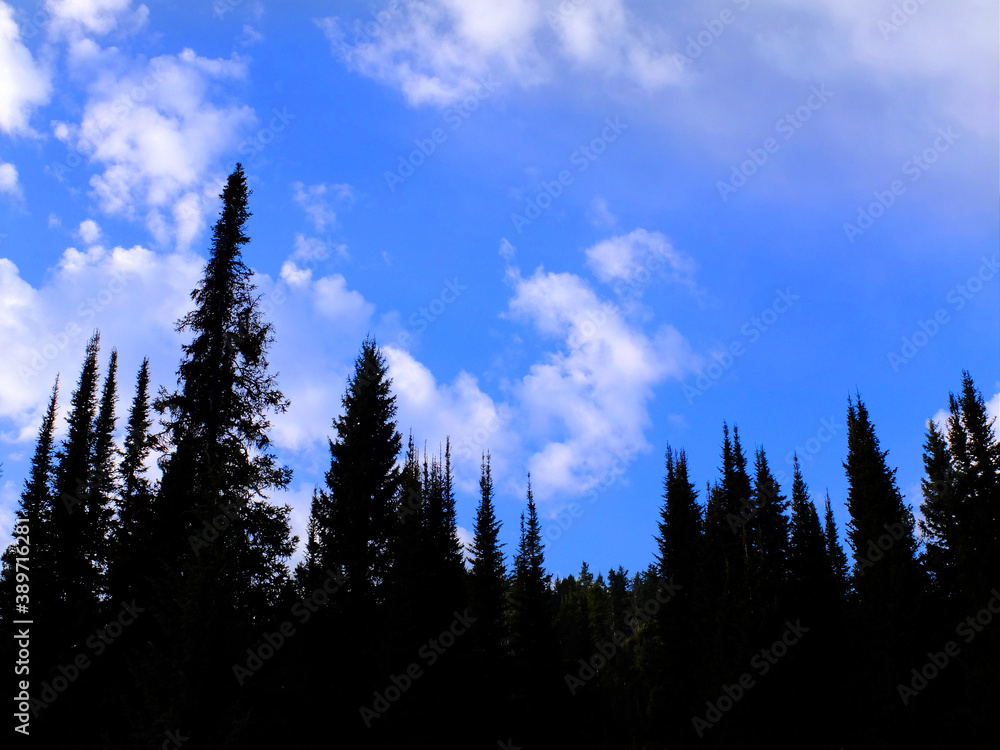 Forest of Pine Trees with Blue Sky and Clouds