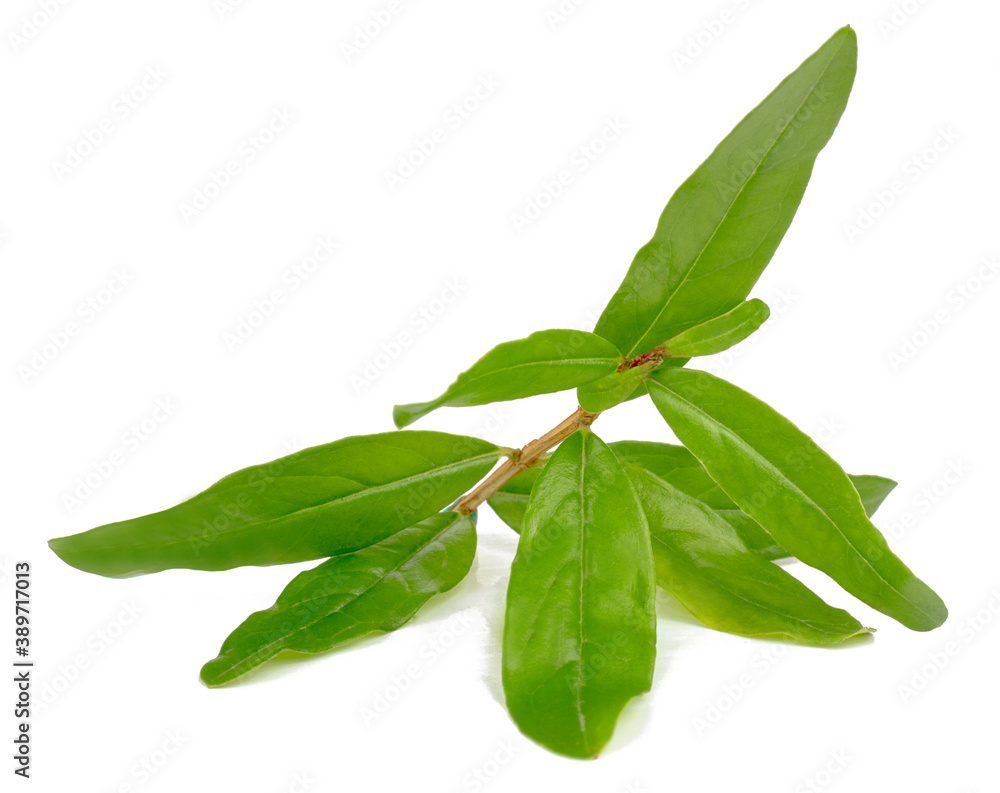 Fototapeta premium Pomegranate leaves isolated on white background