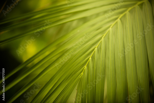 closeup nature view of green leaf and palms background. Flat lay, dark nature concept, tropical leaf © alipko
