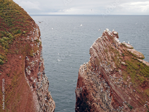 nesting cliffs at Heligoland, Germany, with northern gannets (Morus bassanus), common murre or common guillemot (Uria aalge) and black-legged kittiwake (Rissa tridactyla)