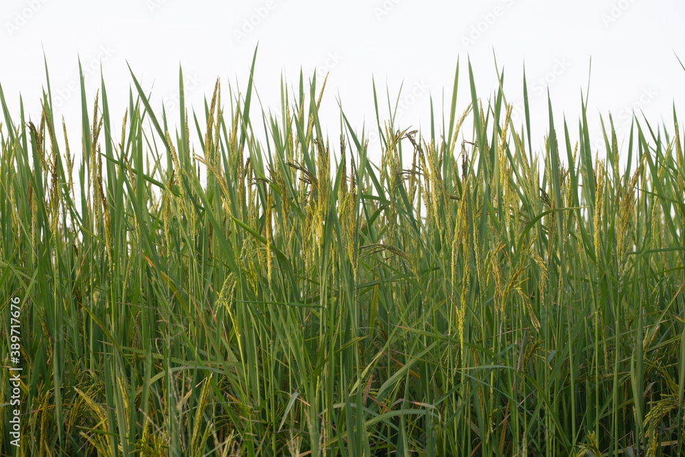 Rice , paddy isolated on white background. clipping path.