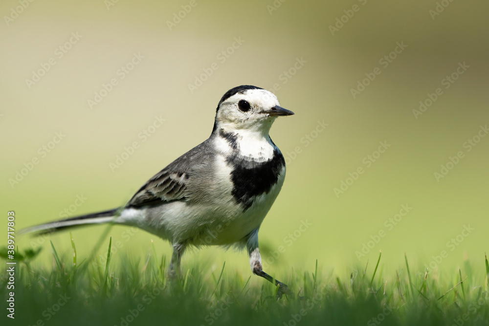 White Wagtail in a park in Doha, Qatar White Wagtail in a park in Doha, Qatar