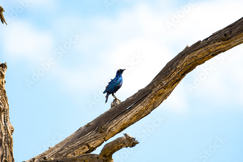 Lamprotornis purpuropterus, Blue starling, steel glittering starling sits on a branch, starling on a branch