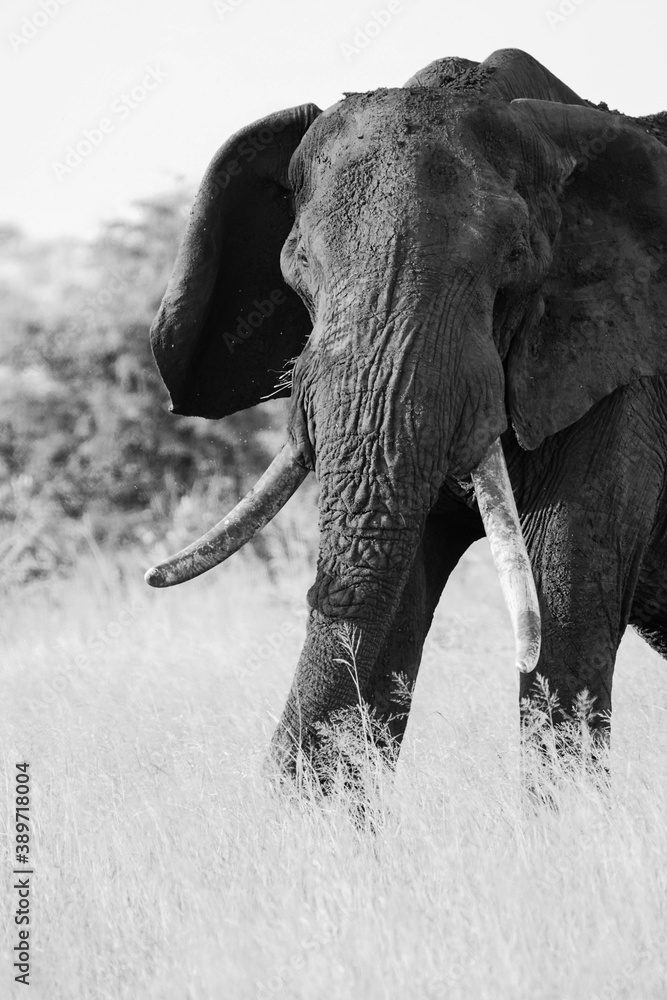 African elephant portrait, black and white photo of African elephant, elephant portrait, old elephant