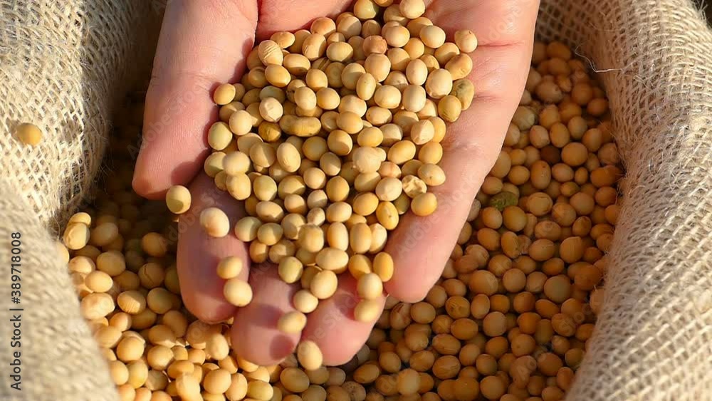 Freshly harvested soybean grains, close up hands of farmer shows soybeans in jute sack, slow motion Freshly harvested soybean grains, close up hands of farmer shows soybeans in jute sack, slow motion