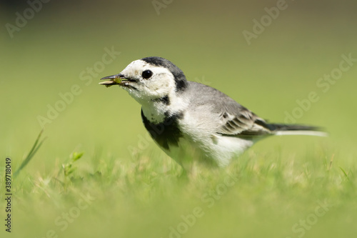 White Wagtail in a park in Doha, Qatar