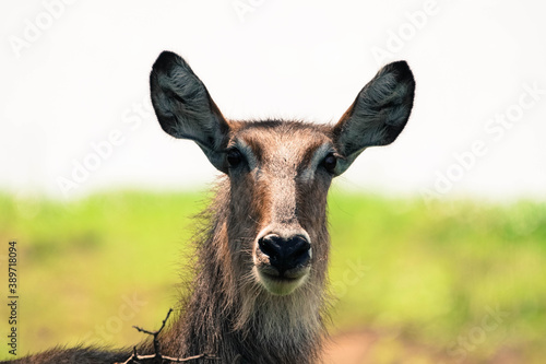 Photography portrait of waterbuck, waterbuck close up photo