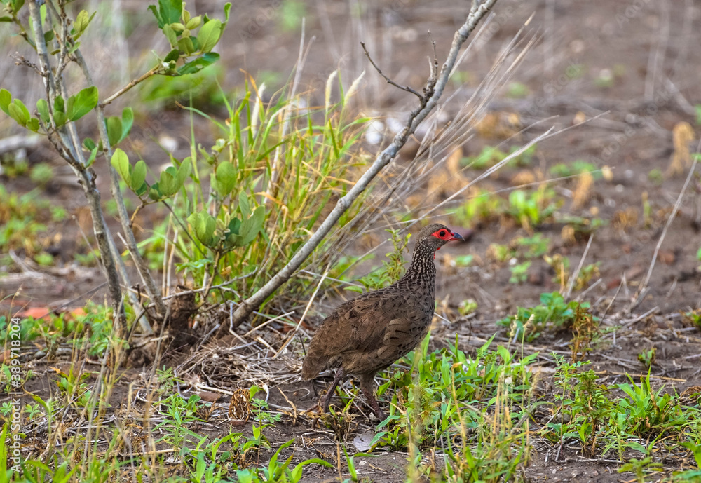 Pternistis afer, red-throated turach, turach in Africa, chicken, African chicken Pternistis afer, red-throated turach, turach in Africa, chicken, African chicken